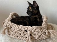 Macramé Cat Bed